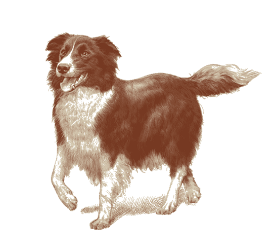 犬用特集ページ