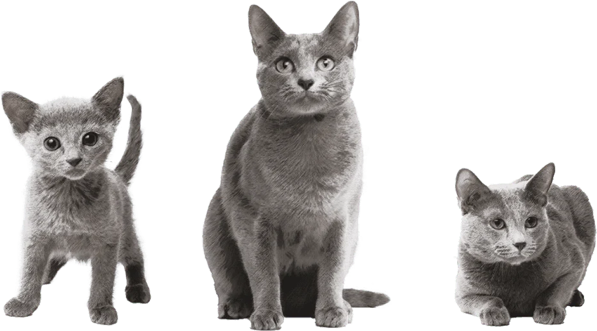 豊富なラインアップ（猫）