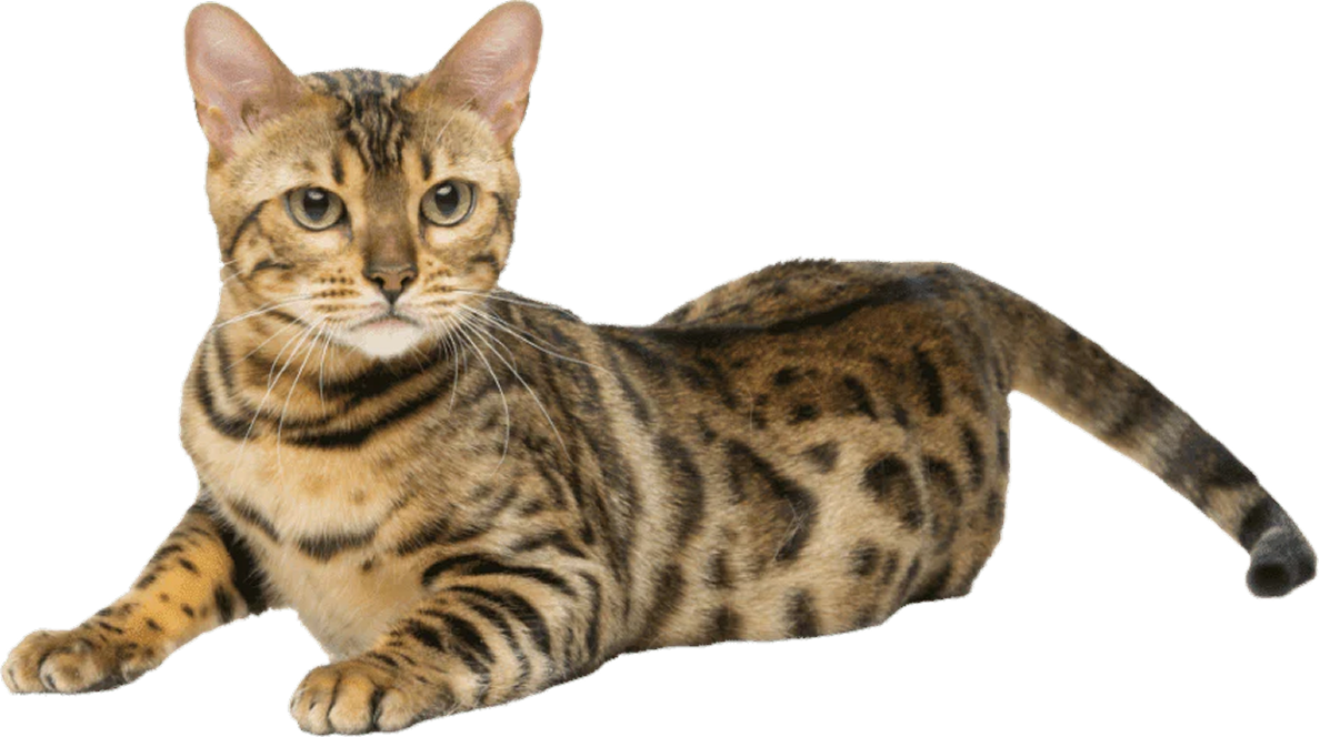 高タンパク（猫）