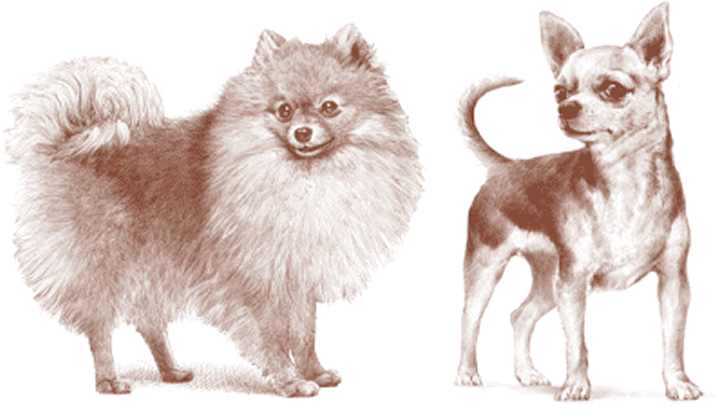 皮膚・被毛の健康維持