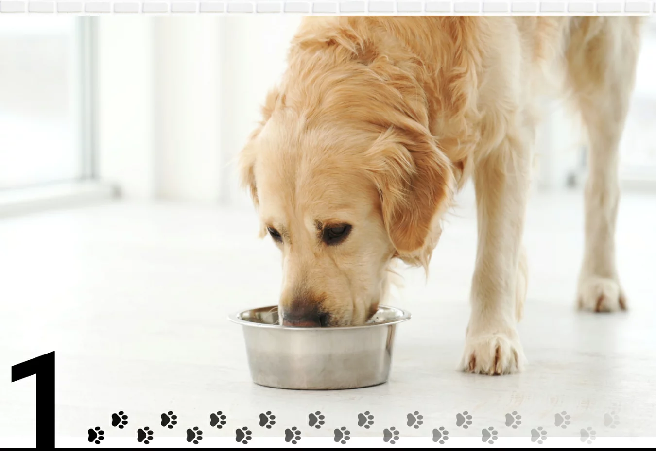 シニア犬のケア