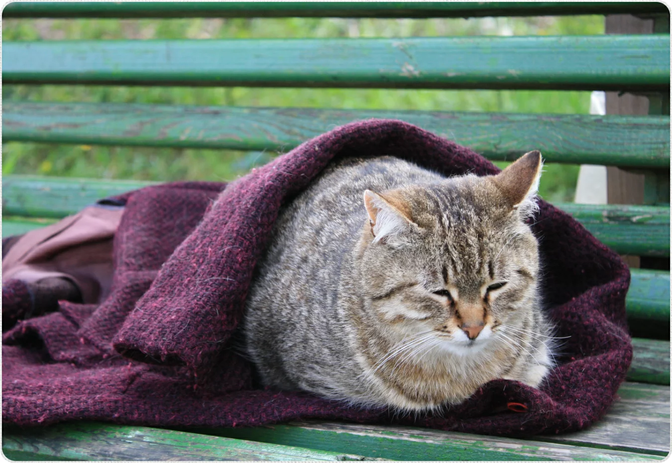 人間の食べ物の危険性