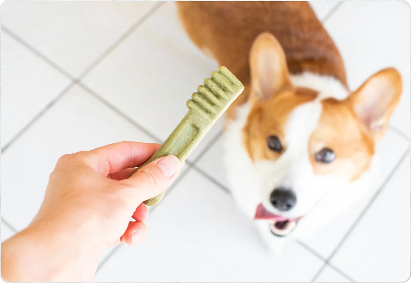 シニア期の準備