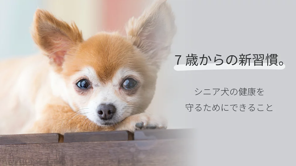 7歳からの新習慣。シニア犬の健康を守るためにできること